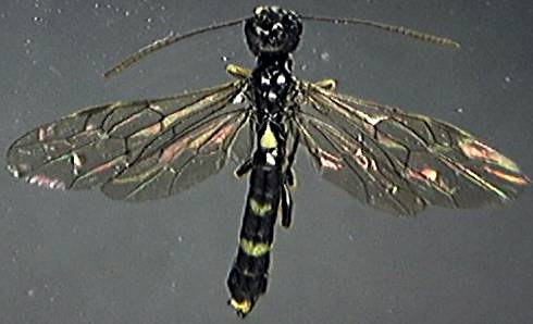 Cephus pygmaeus